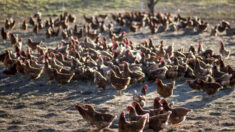 570,000 pollos con gripe aviar en Nebraska serán sacrificados de manera «humanitaria», dicen autoridades