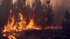 Incendio forestal en Chile deja 40 viviendas dañadas