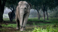Tailandia emite una orden de captura contra un elefante que mató a un hombre