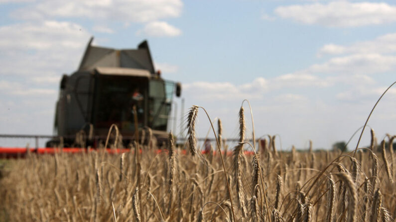 El trigo se representa como un agricultor cosecha un campo en un terreno cerca de la aldea de Zhovtneve, en la región de Chernigov, a unos 220 km al norte de Kiev el 11 de agosto de 2009. (Genya SAVILOV/AFP vía Getty Images)