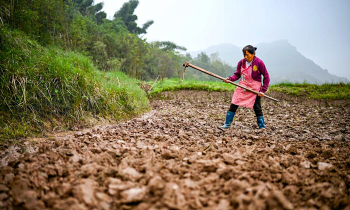Una agricultora trabaja en un campo cerca de la ciudad de Chongqing, en el suroeste de China, el 29 de noviembre de 2020. (NOEL CELIS/AFP vía Getty Images)
