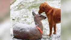 «Una amistad especial»: Golden Retriever y ciervo son los mejores amigos desde hace 11 años