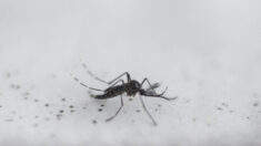 Mosquitos genéticamente modificados están listos para ser liberados en California y Florida