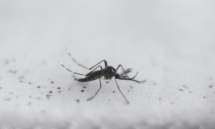 Mosquito transgénico Aedes aegypti OX513A, creado por Oxitec, en Piracicaba, Sao Paulo, Brasil, el 26 de octubre de 2016. (Miguel Schincariol/AFP vía Getty Images)