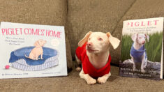 Piglet, un “cachorro sordo, ciego y rosa” que inspira con su programa de mentalidad de crecimiento