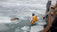 Perro fugitivo aparece atrapado en témpano de hielo del río Detroit, y bomberos llegan al rescate