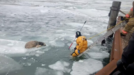 Perro fugitivo aparece atrapado en témpano de hielo del río Detroit, y bomberos llegan al rescate