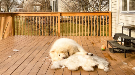 Perro malamute se niega a abandonar el último trozo de nieve al final del invierno