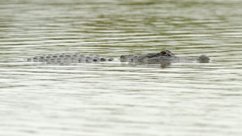 Vista de un caimán en un canal de Florida, imagen de archivo. (EFE/Paul Buck)
