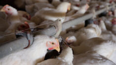 La gripe aviar se confirma en otros cinco estados: USDA