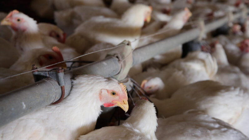 Los pollos se reúnen alrededor de un comedero en una granja en Osage, Iowa, el 9 de agosto de 2014. (Scott Olson/Getty Images)
