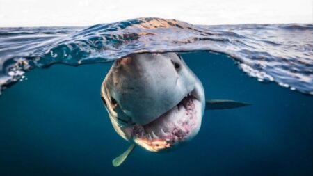 Mire quién es el Fotógrafo Submarino del Año 2022: ¡Increíbles fotos de tiburones, naufragios y más!