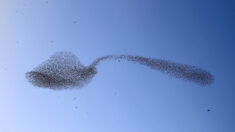 Asombrosa bandada de aves se transforma en gigantesca cucharada de azúcar en el cielo
