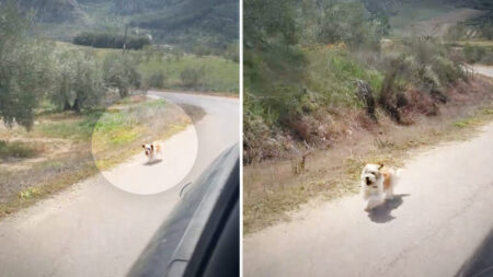 Perrito sin hogar corre tras auto de una pareja con un especial propósito