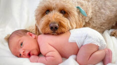 Perro de la familia insiste en aparecer en sesión de fotos del bebé recién nacido: ¡Son adorables!