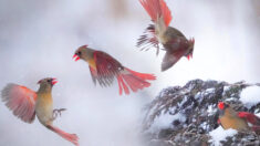 Fotógrafo capta impresionantes imágenes de dos pájaros cardenal en una contienda en el aire
