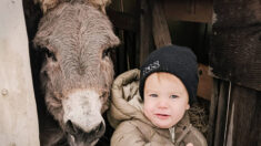 Niño de 3 años entabla hermosa amistad con un burro, ¡su dulce relación es muy tierna!