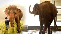 Rescatan a la «elefanta más delgada de India» al borde de la muerte, ahora su espíritu se fortalece