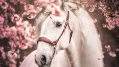 Fotógrafa retrata majestuosos caballos y delicadas flores de cerezo creando escenas mágicas