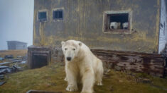 Fotógrafo encuentra manada de osos polares en viviendas soviéticas abandonadas en isla de Rusia