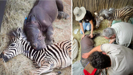 Rinoceronte huérfana que estuvo a punto de morir entabla conmovedora amistad con cebra bebé en santuario
