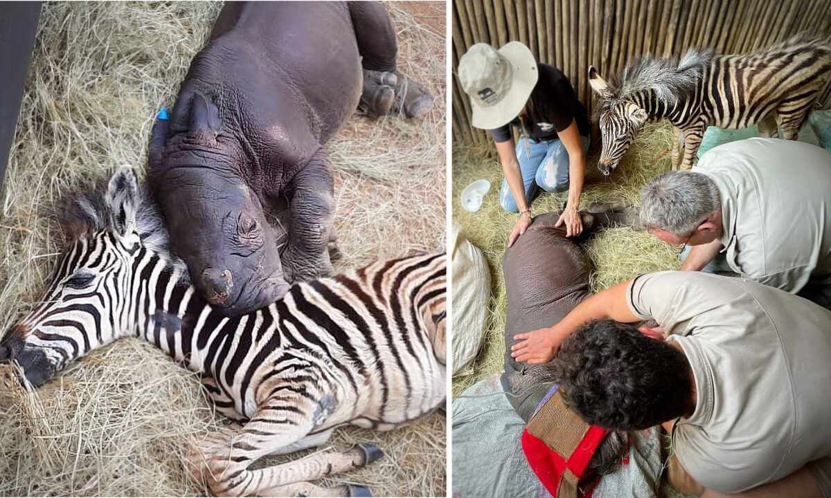 Rinoceronte huérfana y moribunda encuentra consuelo en una pequeña cebra rescatada: VIDEO