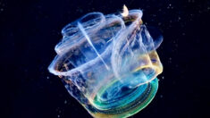 Descubren rara criatura marina transparente que puede convertirse en un caleidoscopio brillante