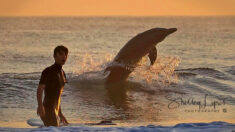 Fotógrafa capta a majestuosos delfines jugando con un surfista y cuenta su inspirada historia