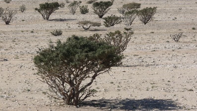 El incienso es la esencia misma del árbol Boswellia. Es una sustancia venerada durante milenios y estudiada por científicos durante décadas. (Pixabay)