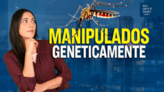 Millones de mosquitos genéticamente modificados están listos para ser liberados en EEUU