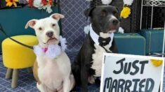 ¡Amor perruno! 500 parejas de canes tendrán boda para romper Récord Guiness