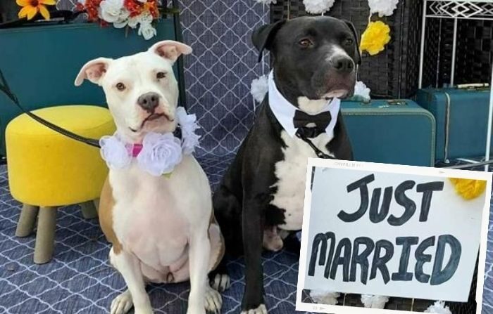 Dos perros mientras posan junto al cartel de "Recién casados" durante una fiesta de intento oficial de romper el récord de boda masiva de perros celebrada en Villa Park, Illinois, Estados Unidos. (EFE/ Daniel Dusty Porter)