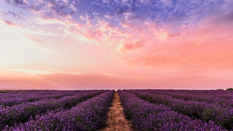 El estado relativamente equilibrado de la tierra durante el equinoccio de primavera representa una gran oportunidad para ajustar su cuerpo a su estado más equilibrado. (Foto: David Bartus/Pexels)