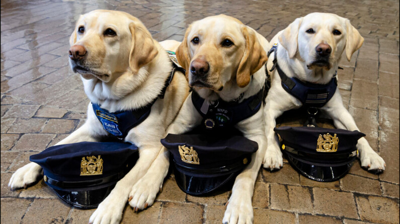 Los perros de asistencia del Departamento de Policía de Nueva York, los "detectives" Glory, Piper y Jenny. (Dave Paone/The Epoch Times)