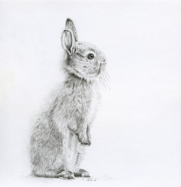 "Bushy Bunny", 2020, de Susannah Weiland. Lápiz sobre papel. Enmarcado: 8,2 pulgadas por 8,7 pulgadas. (Susannah Weiland)