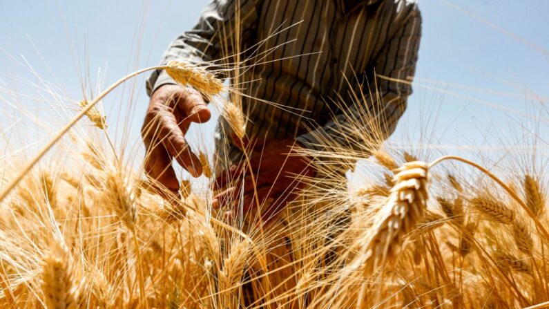 Un agricultor cosecha trigo en un campo de al-Kaswa, al sur de la capital de Siria, Damasco, el 18 de junio de 2020. (Louai Beshara/AFP vía Getty Images)