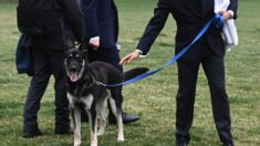 La Casa Blanca no fue honesta sobre ataques de perro de Biden, sugieren registros del Servicio Secreto