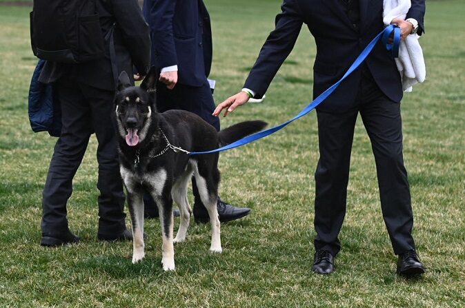 El perro Major de los Biden es visto en el Jardín Sur de la Casa Blanca en Washington, DC, el 31 de marzo de 2021. (MANDEL NGAN/POOL/AFP vía Getty Images)
