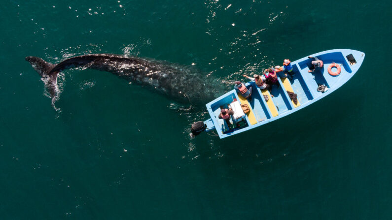 En una foto de archivo, vista aérea de una ballena gris nadando cerca de un barco de avistamiento de ballenas en la laguna Ojo de Liebre en Guerrero Negro, estado de Baja California Sur, México, el 27 de marzo de 2021. (Guillermo Arias / AFP vía Getty Images)