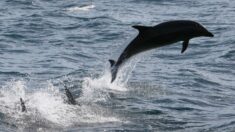 Chile notifica los primeros dos delfines muertos por gripe aviar