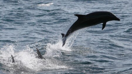 Delfín varada muere en playa de Texas después de que la gente intentara nadar y montarla, dice grupo