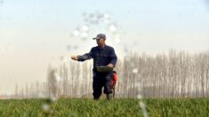 China está restaurando las tierras agrícolas para evitar falta de alimentos ante guerra en Ucrania