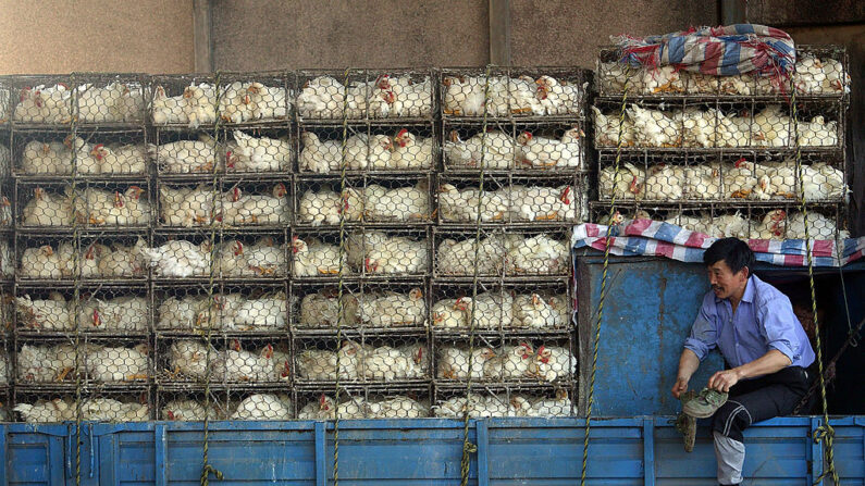 Un hombre en un camión cargado con pollos enjaulados en un mercado mayorista de aves de corral el 29 de marzo de 2007 en Nanjing, provincia de Jiangsu, China. (China Photos/Getty Images)