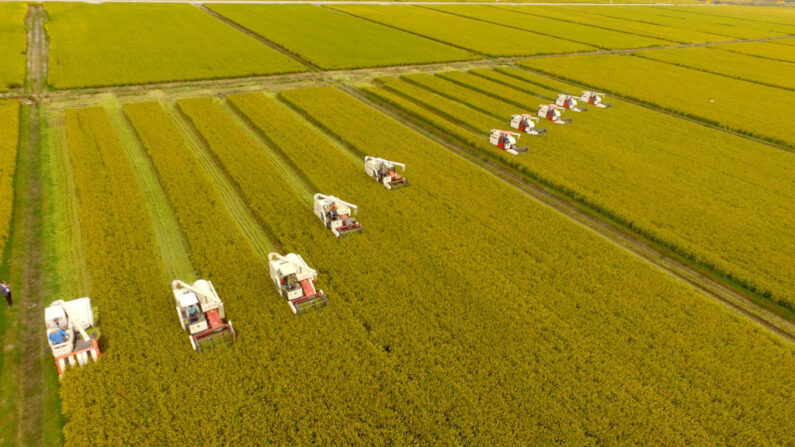 Los agricultores cosechan arroz en Xinghua el 23 de octubre de 2017 en Taizhou, provincia china de Jiangsu. (VCG/VCG vía Getty Images)