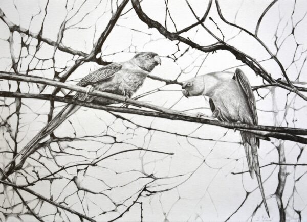 "Hyde Park Parakeets", 2020, de Susannah Weiland. Lápiz sobre papel. Enmarcado: 16,5 pulgadas por 11,7 pulgadas. (Susannah Weiland)