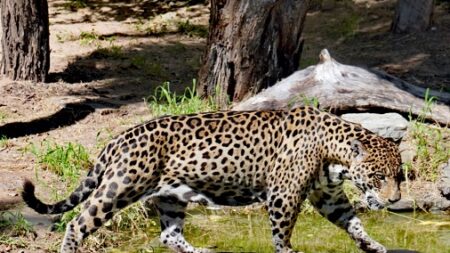 El tráfico chino de animales exóticos prospera en la Amazonía boliviana