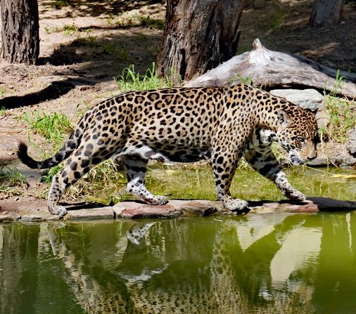 Jaguar rescatado en Santa Cruz, Bolivia, el 9 de abril de 2022. (Cesar Calani / The Epoch Times)
