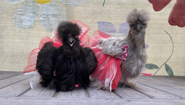 Las silkies son una popular raza de gallinas ornamentales. Su pequeño tamaño, sus adorables rasgos y su suave temperamento las convierten en la opción favorita de los niños. (Patricia Tolson/The Epoch Times)
