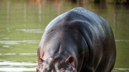 Hipopótamos de Pablo Escobar se vuelven un problema ambiental «preocupante»