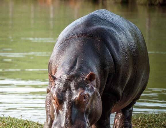 Fotografía sin fechar y cedida por el Instituto Humboldt de hipopótamos en el municipio de Doradal (Colombia). EFE/ Felipe Reyes Instituto Humboldt
